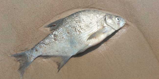 Soñar con peces que se mueren