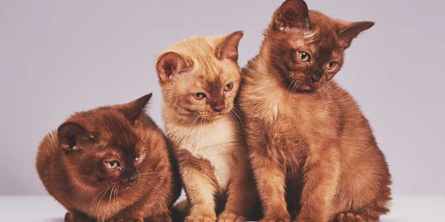 Soñar con muchos gatos